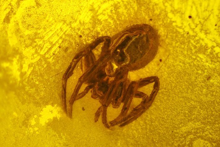 Fossil Spider (Araneae) in Baltic Amber #200116